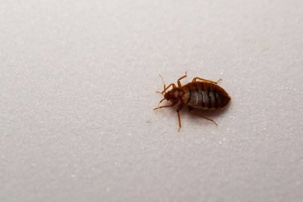 Rodent control service