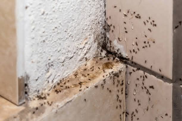 Termite management service