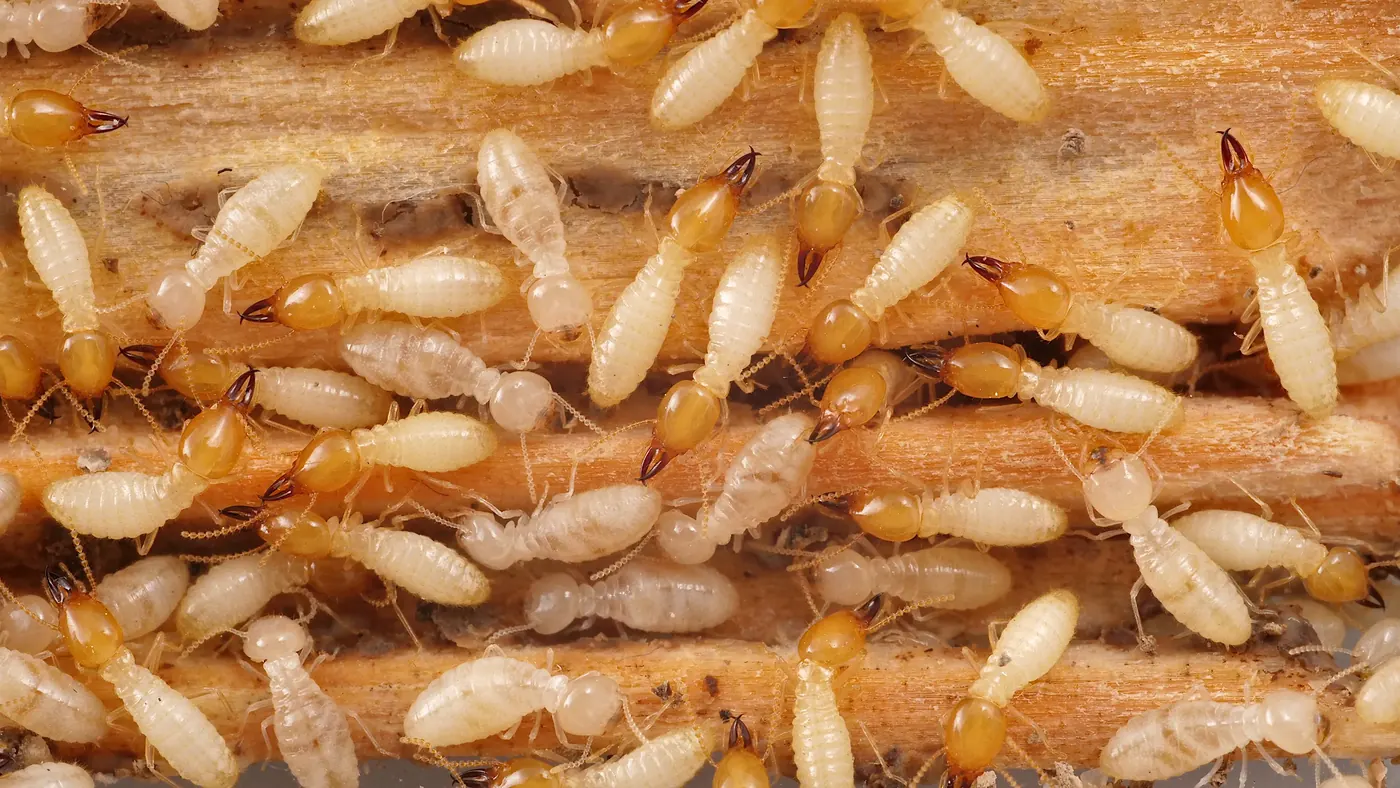 Termite & Ant Management